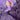 Namaz Chaddar - Aster Orchid
