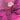 Namaz Chaddar - Diamond Pink