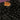 Namaz Chaddar - Midnight Blossom