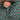 Namaz Chaddar - Daisy Dew Grey